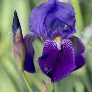 Purple Bearded Iris 💜💜  3 plants for $15💜